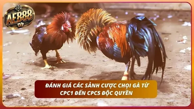 Hai gà chọi trên nền đất trong mục các sảnh CPC1 đến CPC5
